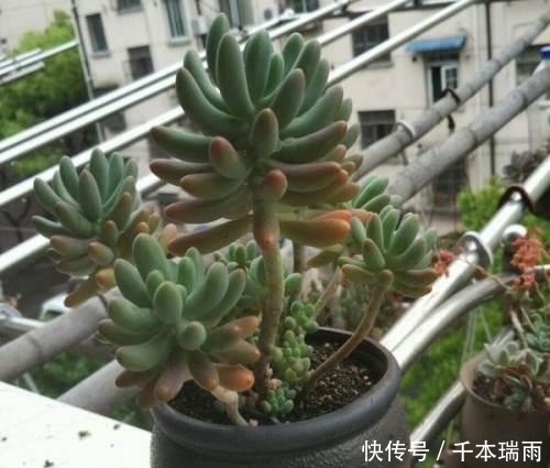 多肉界极好养活的品类——乙女心,人人都可以养成老桩