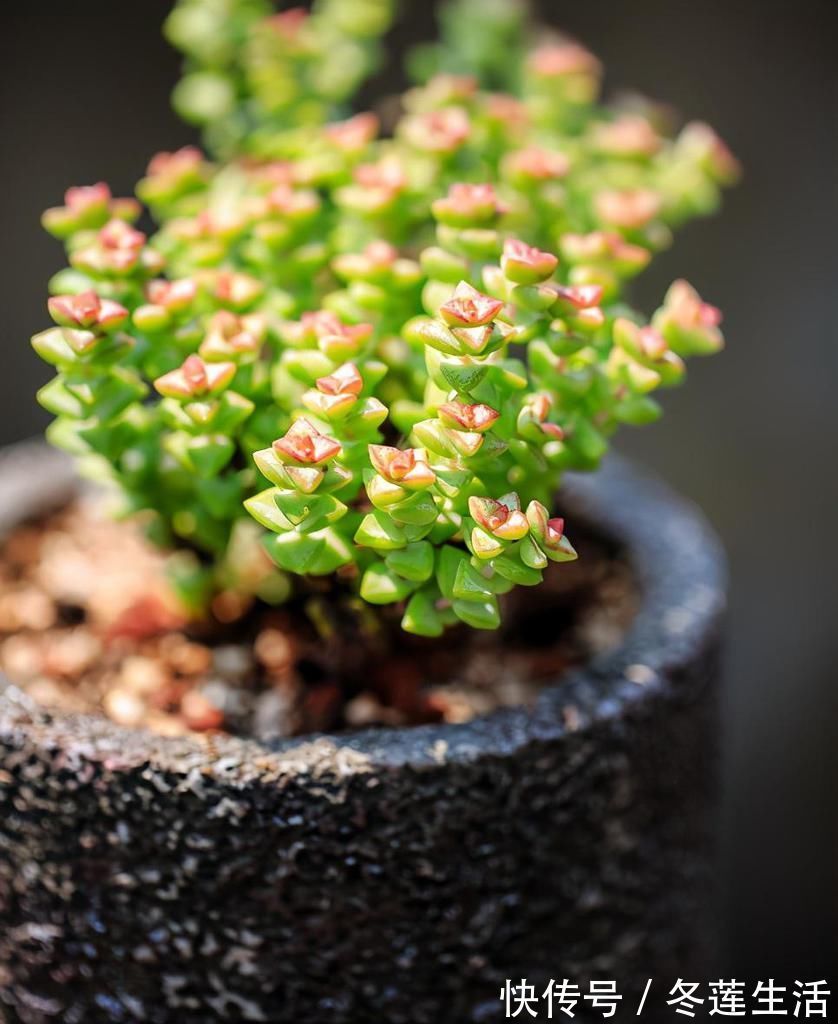 浇水|养多肉小米星,掌握“3秘诀”,叶片肥美,颜色好看得不得了