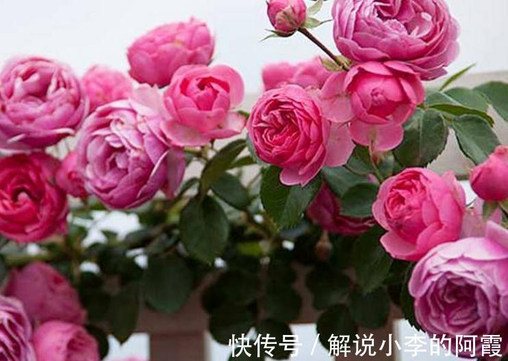 盆栽月季压条有哪些注意事项,怎样正确压条繁殖呢