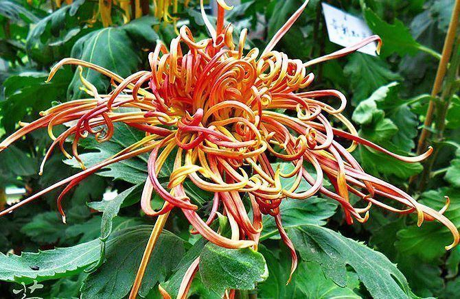 喜欢菊花,不如养盆优良名菊“关东大侠”,开花爆盆成花海!美