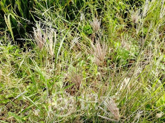 每日一草：虎尾草