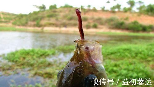 钩体|蚯蚓钓鱼使用小技巧,让钓鱼爱好者少走弯路