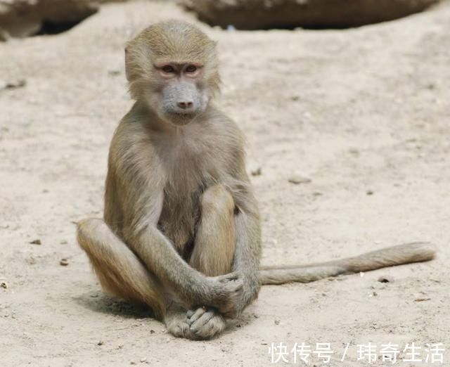 胎儿|36年前移植“狒狒”心脏的女婴,虽手术很成功,结局却让人痛惜