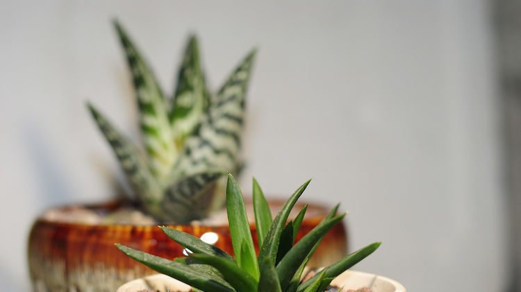 适合养在卧室的3种花,净化空气助睡眠,释放氧气利健康,好养活