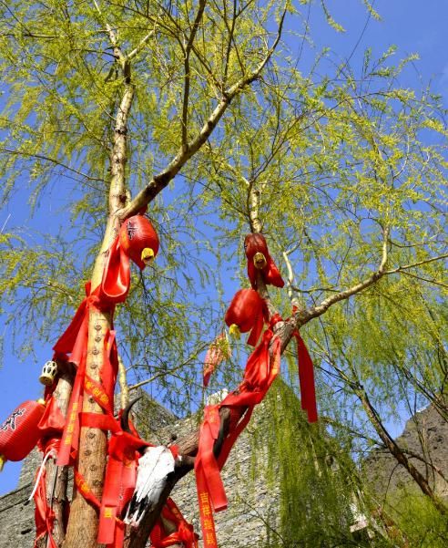 女神节半天假，何不出门去赏花！