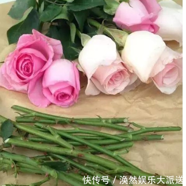 花店|花店买回来的插花不要丢,只要简单的几步,鲜花就能生根