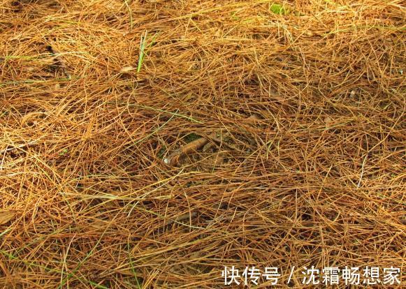 锯末|君子兰难养花1分钟学会这3样东西的用法,爆盆不愁