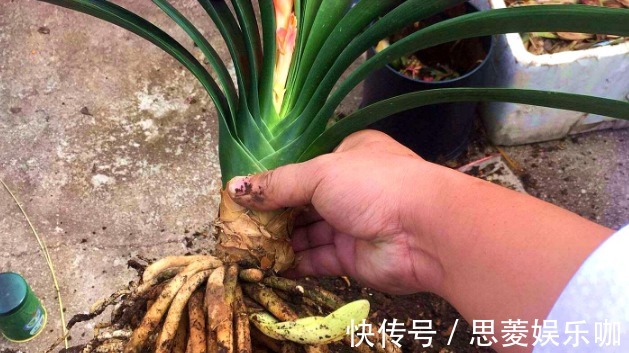 叶子|君子兰有3个症状,及时处理,否则花期不开花