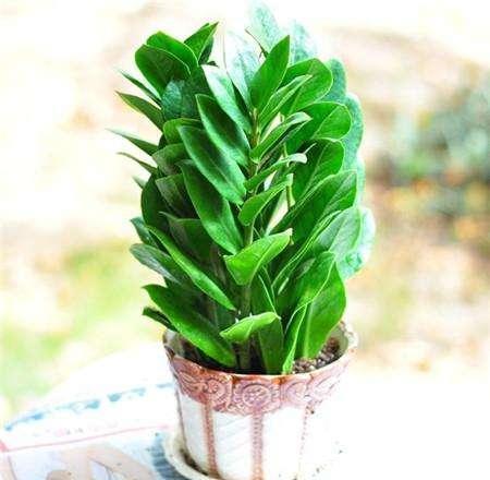 好运|家养金钱树,好运天天来,金钱树养开花,明年就要发财啦