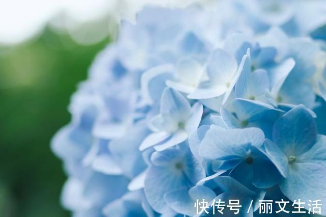 老公|最擅长放养老公的四大生肖女,遇见了请珍惜