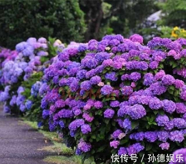 细数那些超耐阴的花,光照少长满屋,懒人大爱