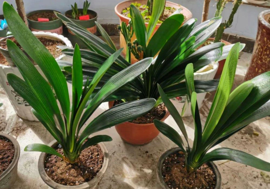 发育不良|君子兰催花有技巧，换盆会遇到什么问题，夹箭怎么处理