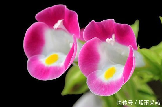 几种花花期长达半年，养在家里繁花似锦，清新脱俗