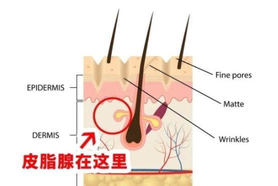 毛孔粗大怎么破?这个办法轻松get光滑肌肤