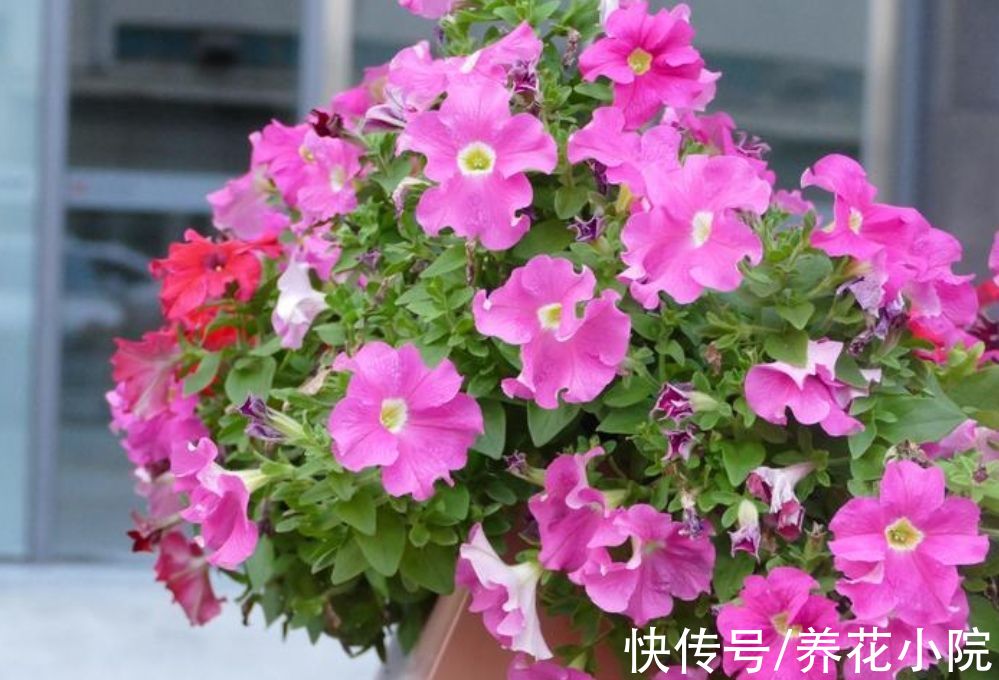 7种“低档花”,开花漂亮又好养,适合装饰阳台