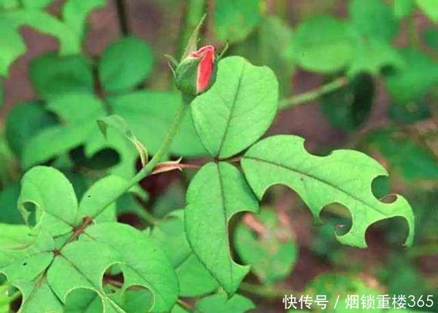 春天养月季最重要的是什么做好几点,叶片油绿开花多