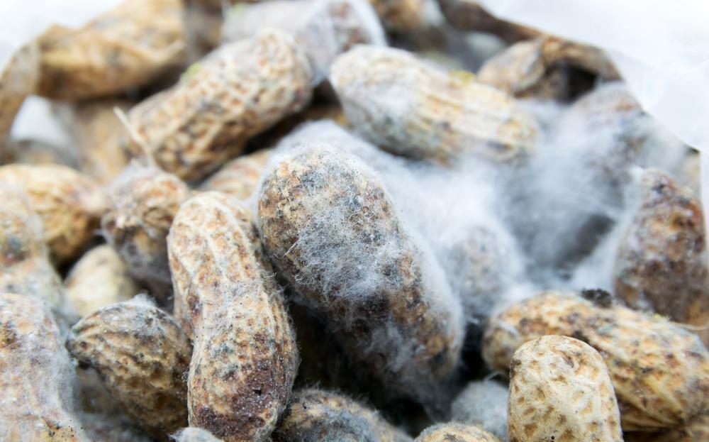 哈佛大学研究证实:常吃花生,有利于心血管健康!医生教你怎么吃