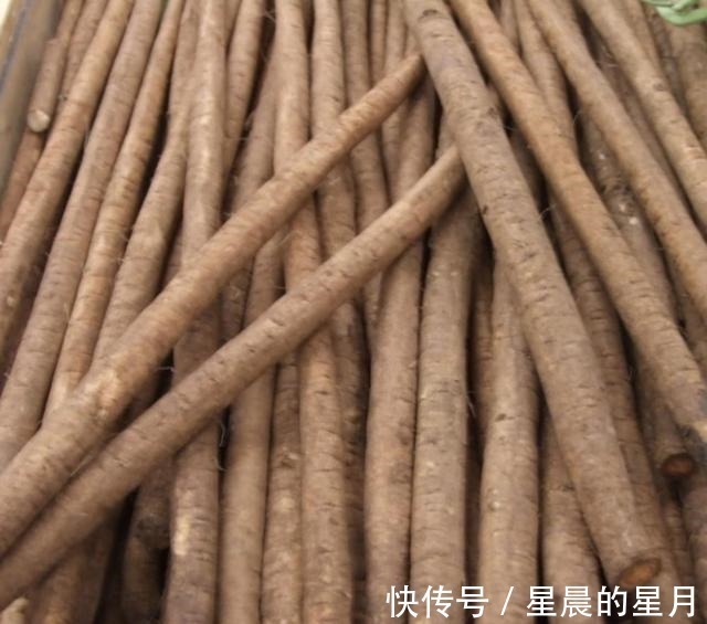 恶实|常被误认成山药,我国爱吃的人少,出口国外却成“明星”食品!