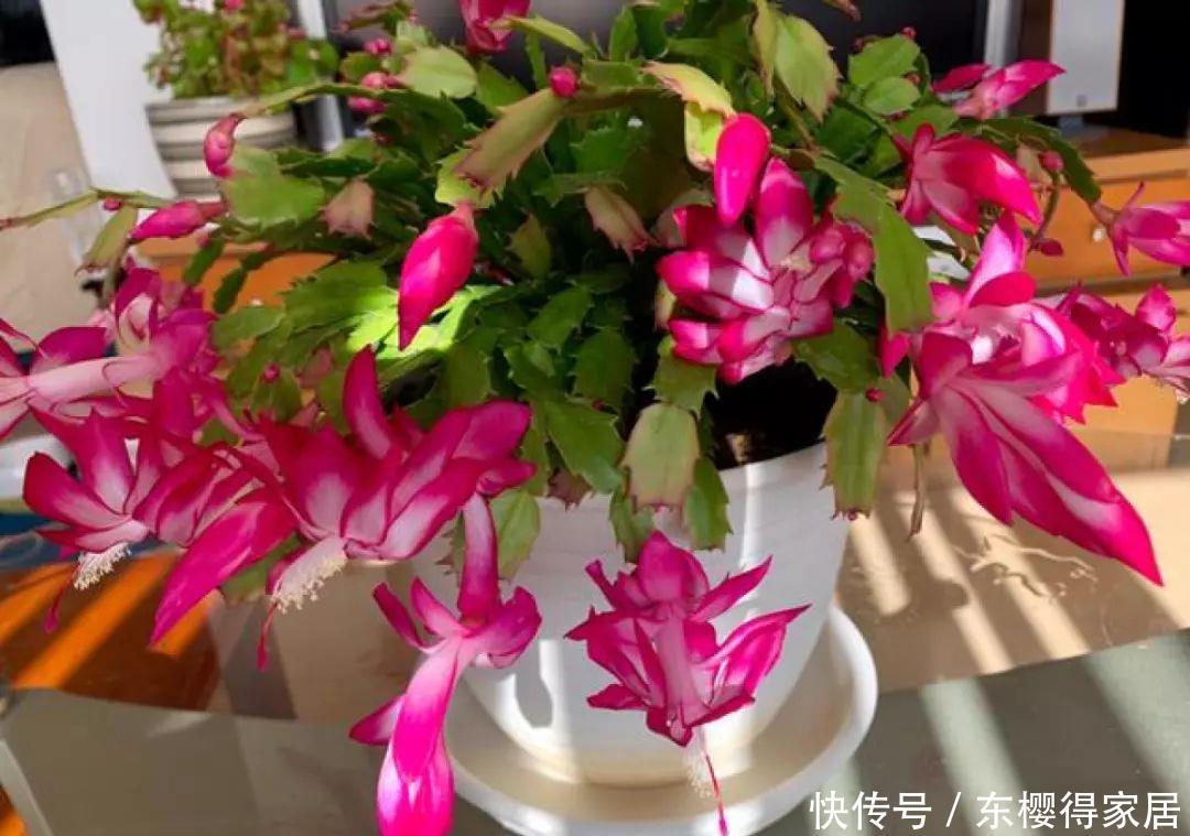 冬天修剪分“轻重”,有的花剪狠了,再也不开花