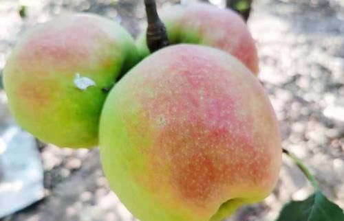 葡萄|明日处暑，记得“3汤4果5菜”，应季而食，润肺解秋燥，安稳过秋