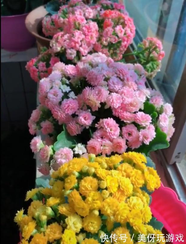 人养花,花亦养人!这八种“能养人”的健康花,建议至少养一种