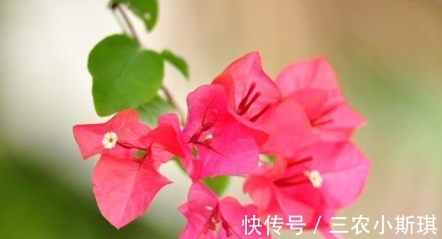 小伟|为什么三角梅不开花, 知道这几点, 就不会糊涂了