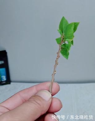 要想提高三角梅的扦插成活率,从几点入手,成活率能达到95%以上