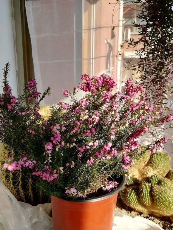 花友|4种花身材不大,花量却怪“吓人”,深秋花开一大片,美翻了