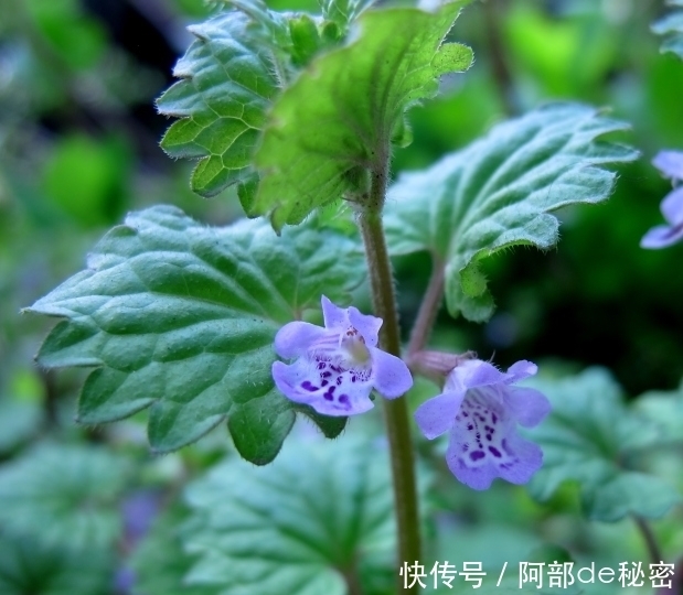  吃药|肝脏不好，不要忙着吃药，多吃此草，保护肝脏，还能排出身体毒素