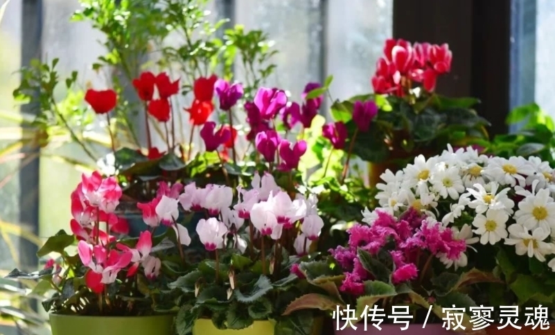 适合小盆栽种的这3样花卉,秋冬入手,正好方便春节赏花