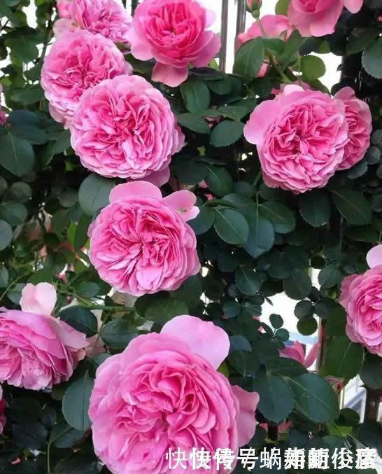 无尽夏|如果我有小院,一定会养这“3种花”,让小院变花园,年年看花