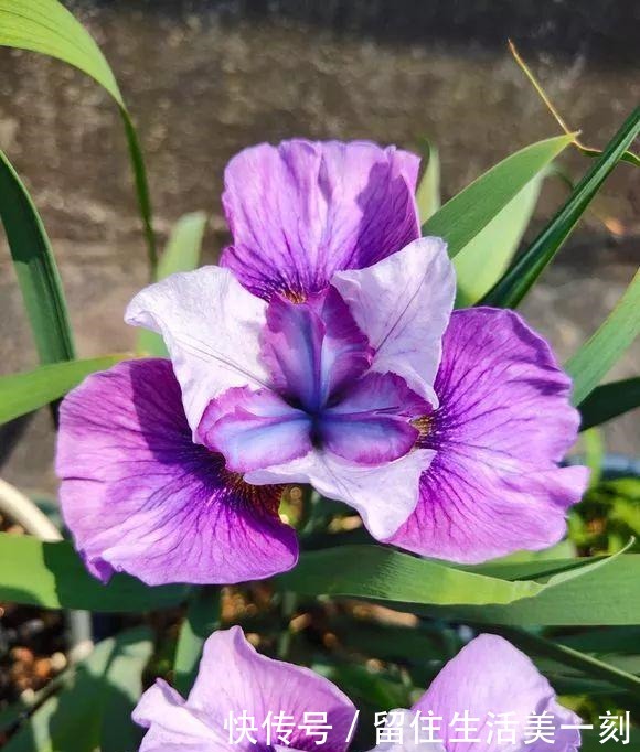 4种花“嗜水如命”,一刻也不能断水,缺了就蔫,看看你家有吗!