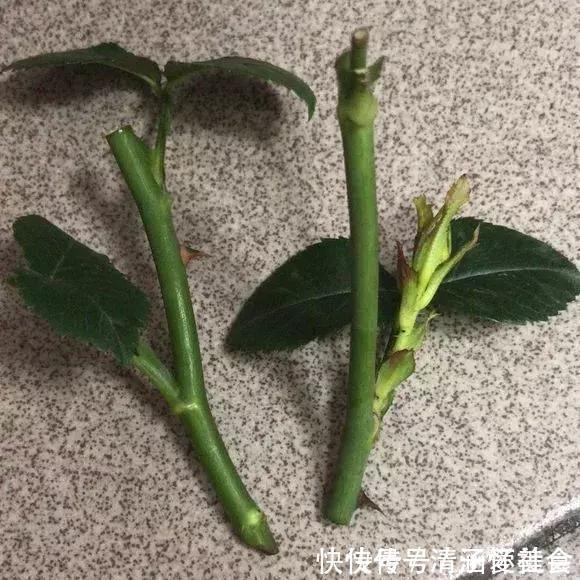 月季|垃圾桶中容易“捡到”的3种花，1分钱不花，养出几十盆，花开爆盆