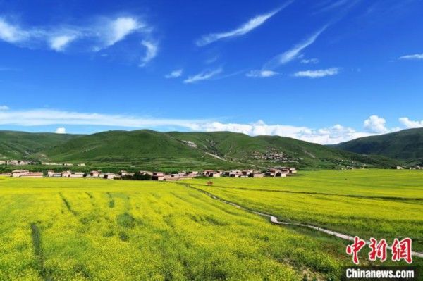 高原|四川阿坝：万亩高原油菜花引游人