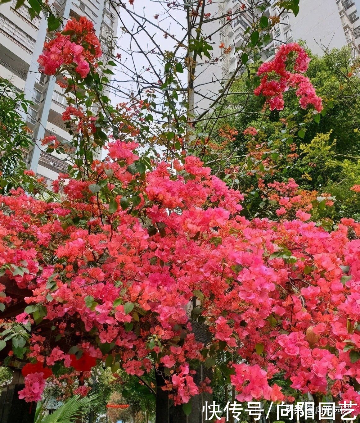 别人家的三角梅都开了，自己的还光秃秃，缺少肥料就不开花