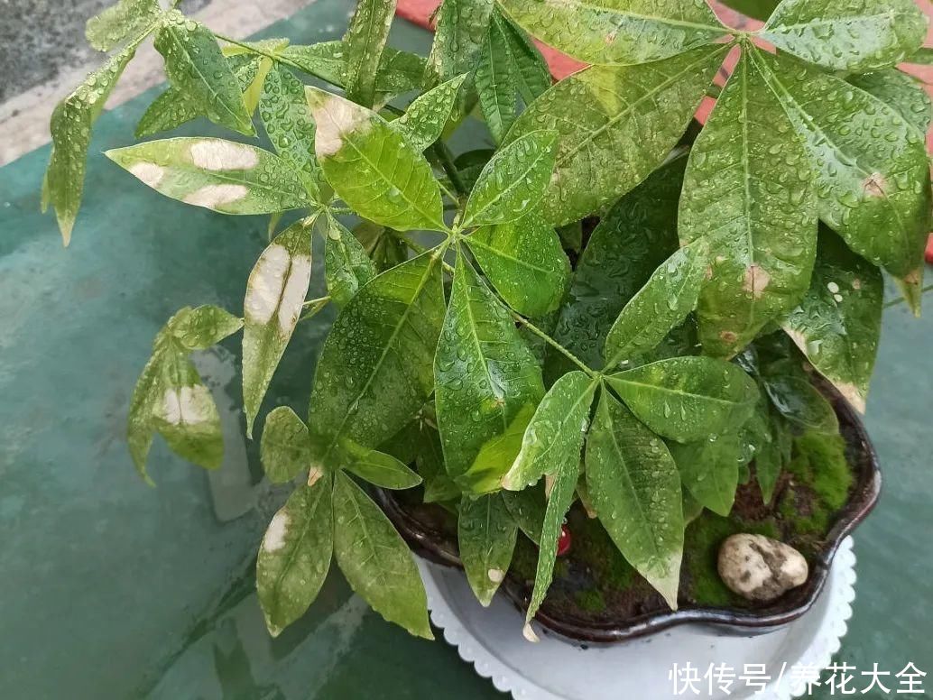 最怕晒的10种花，赶快搬进屋，否则会死掉