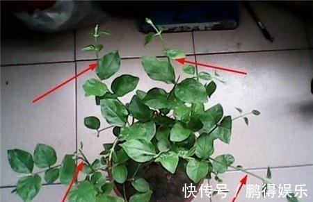 花舍不得剪,活该徒长叶不开花!此3种花这么剪,花开不断还有形