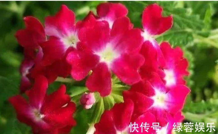 指甲花|4种花漂亮又好养,耐热耐旱,花期超长,可以四季常开