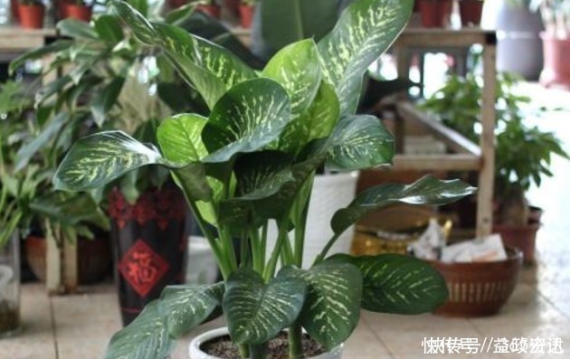 这些花草别再放家养，当初家人吃过亏，最后全部都扔了