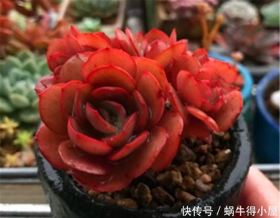 秀妍从绿变红的逆袭之路,简单2步,1个月鲜红似火超喜庆