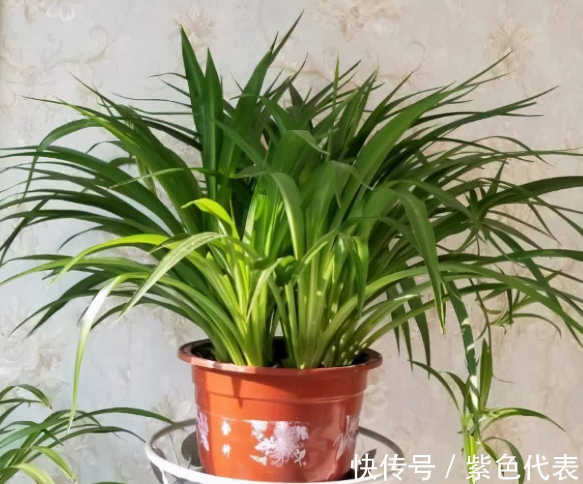 长寿花|立秋后,3种花要及时“翻盆”,不然影响“生长”和开花