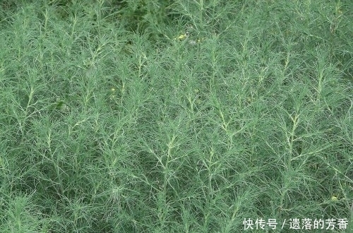 虛寒性出血|農村這種植物可以炒肉吃,也可以涼拌,用泡的水洗澡對皮膚很好