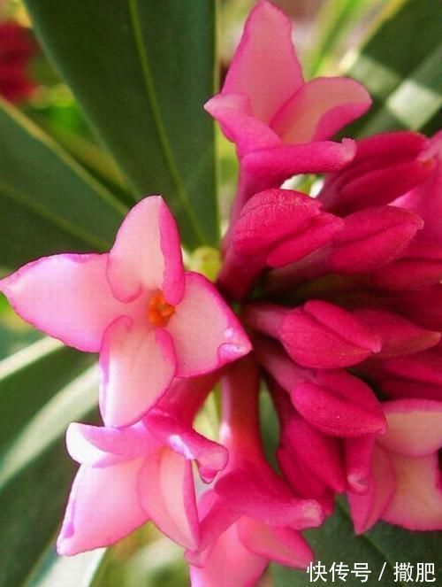 花卉|比牡丹还美的花卉,寓意好香味浓,观花赏叶两不误,新手也能养