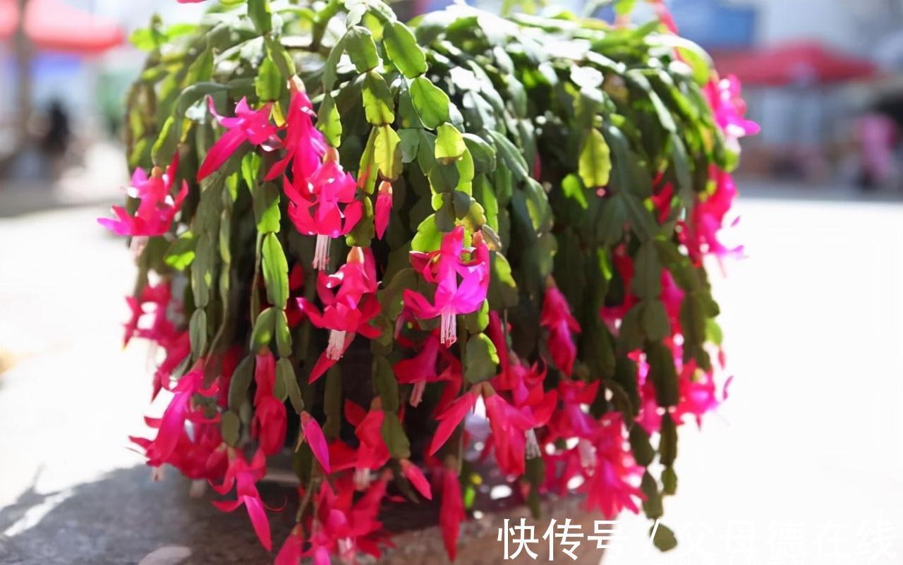 蟹爪兰处在开花期,这5件事要避免,做错了对蟹爪兰伤害很大