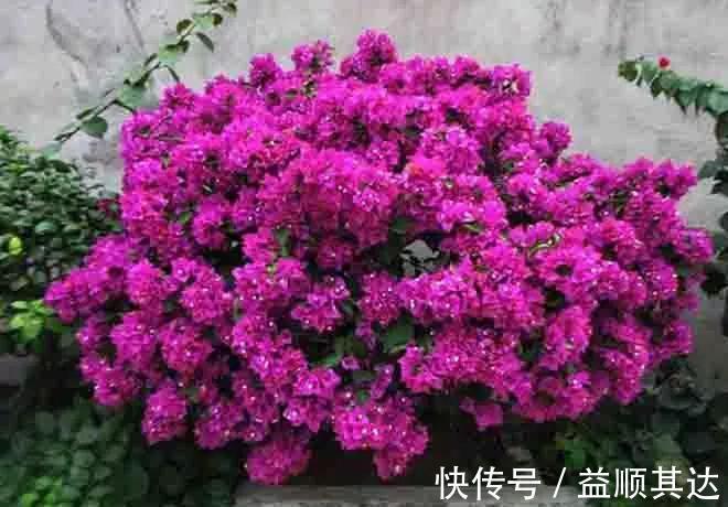 植物|三角梅长寿花不开花？用点“小手段”，催出满盆花苞，就是欠修理