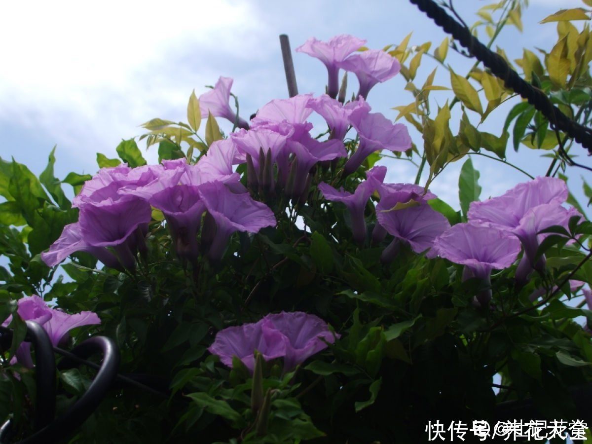 农村|3种花容易“上房揭瓦”，尤其是住在农村，栽种一定要谨慎