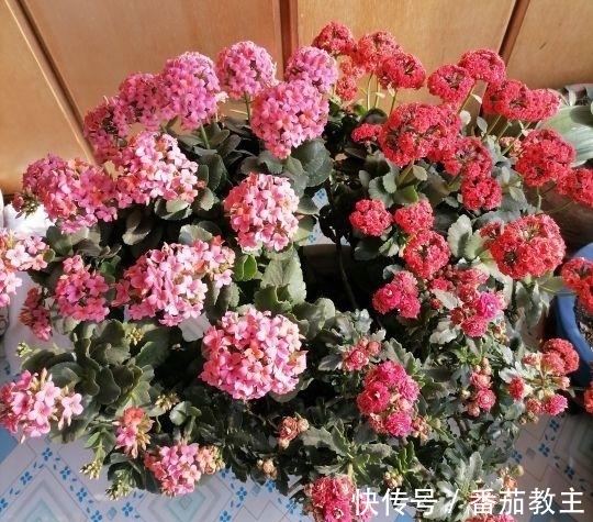 谁说老桩长寿开花少,看看花友家的巨无霸,三年长成半米花树