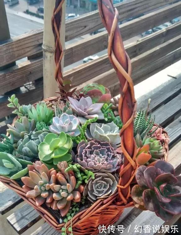 她在医院垃圾桶“捡篮子”，拿来种多肉“颜值高”，人见人爱