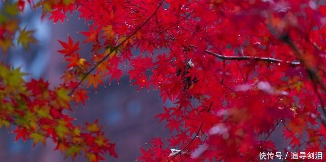 芦花|清霜醉枫叶，淡月隐芦花。读古诗词，品旧时光里那一川浓浓枫味