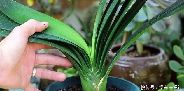 君子兰不见长,是僵苗还是养护不当教你“4招”,快速恢复活力!